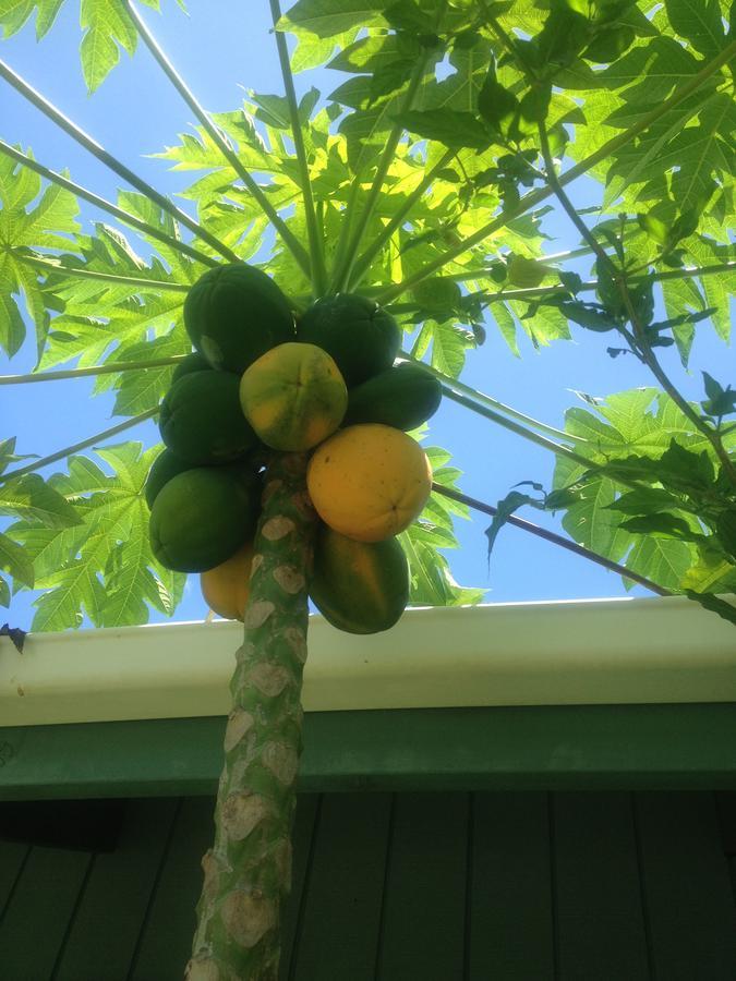 Aroa Kainga Bungalows&Apartment Rarotonga Bagian luar foto